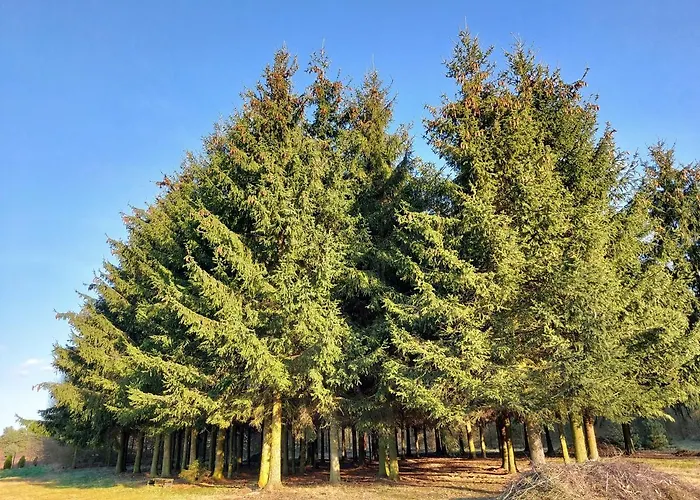 Z Ogromnym Ogrodem * Witaszyn